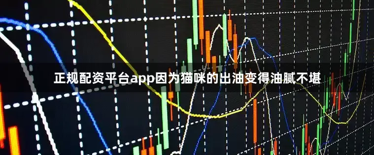 正规配资平台app因为猫咪的出油变得油腻不堪